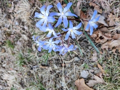 Scilla forbesii