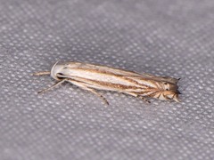 Polyhymno luteostrigella