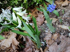 Hyacinthus orientalis