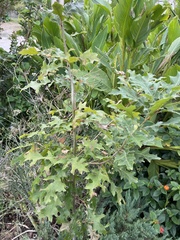 Quercus shumardii
