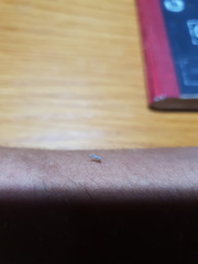 Chironomoidea