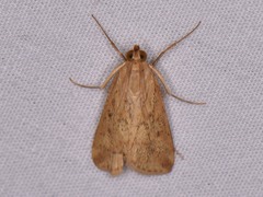 Achyra bifidalis