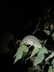 Chamaeleo dilepis