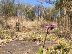 Eulophia hians hians