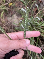 Plantago coronopus