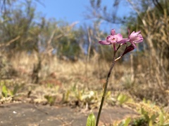 Eulophia hians hians