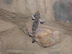 Chondrodactylus bibronii
