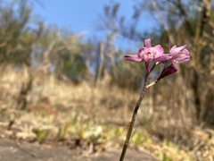 Eulophia hians hians