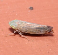 Synophropsis lauri