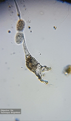 Collotheca