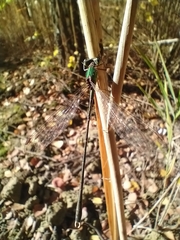 Chalcolestes parvidens