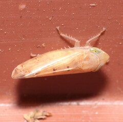 Synophropsis lauri