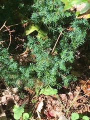Juniperus
