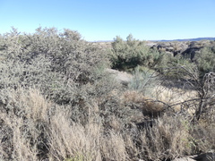 Enneapogon cenchroides