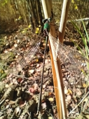 Chalcolestes parvidens
