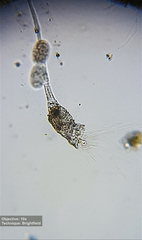 Collotheca
