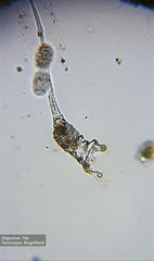 Collotheca