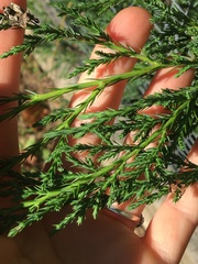 Juniperus