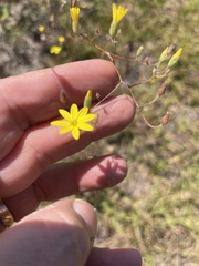 Croptilon divaricatum