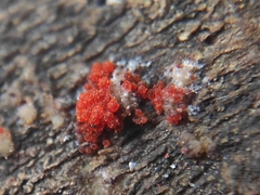 Nectriaceae