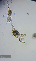 Collotheca