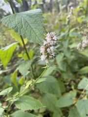Agastache scrophulariifolia