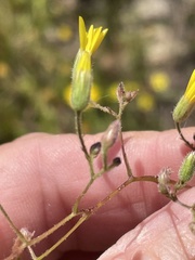 Croptilon divaricatum