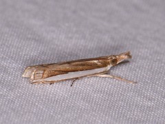 Crambus quinquareatus