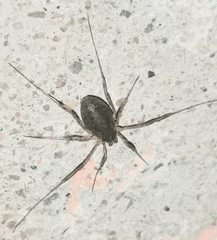Oligolophinae