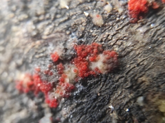 Nectriaceae