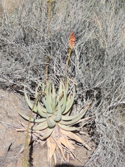 Aloe gariepensis