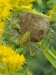 Peucetia viridans