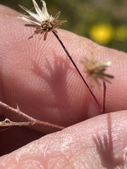 Croptilon divaricatum