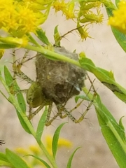 Peucetia viridans