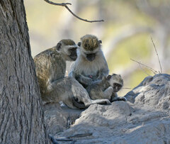 Chlorocebus pygerythrus pygerythrus