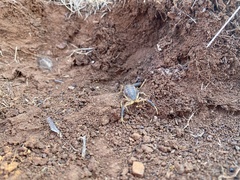 Uroplectes triangulifer