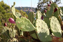 Opuntia anahuacensis