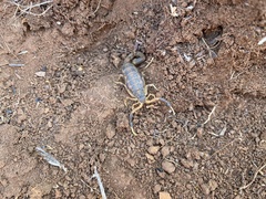 Uroplectes triangulifer