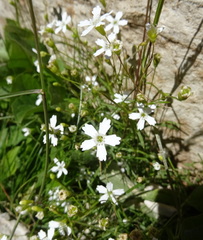 Heliosperma pusillum