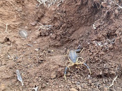 Uroplectes triangulifer