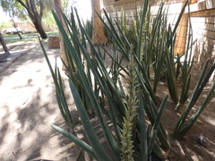 Sansevieria pearsonii