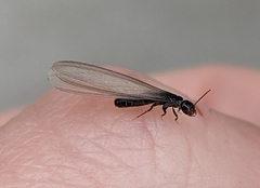 Reticulitermes hesperus