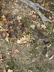 Physocarpus opulifolius