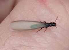 Reticulitermes hesperus