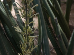 Sansevieria pearsonii