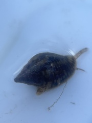 Columbella rusticoides