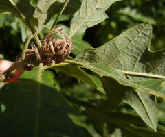 Quercus cerris
