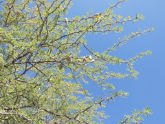 Vachellia erioloba