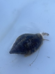 Columbella rusticoides