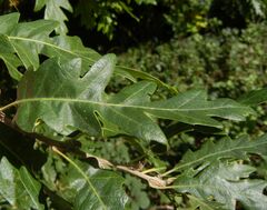 Quercus cerris